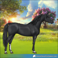 Horse Color:Black 