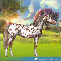 Horse Color:Chestnut Near Leopard 