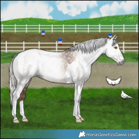 Horse Color:Gray Silver Black Pearl Tobiano 