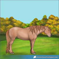 Horse Color:Gold Champagne 