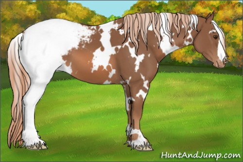 Horse Color:White Spotted Chestnut Appaloosa 