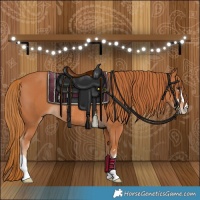 Horse Color:Chestnut Rabicano 