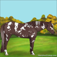Horse Color:White Spotted Chocolate Black