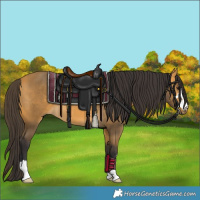 Horse Color:Buckskin 