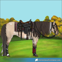 Horse Color:White Spotted Bay Dun 