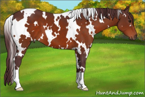 Horse Color:White Spotted Chocolate Brown 