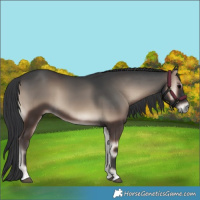 Horse Color:Blue Onyx 