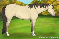 Horse Color:Amber Cream Champagne Roan Dun