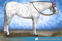 Horse Color:Blue Roan Splash Tobiano Near Leopard 