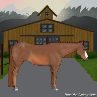 Horse Color:Chestnut 