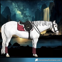 Horse Color:Silver Buckskin Appaloosa 