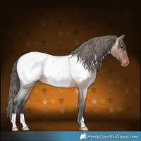 Horse Color:Brown Roan Appaloosa 