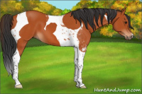 Horse Color:Bay Tobiano