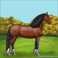 Horse Color:Bay Appaloosa 