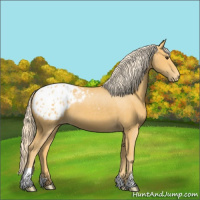 Horse Color:Palomino Appaloosa 