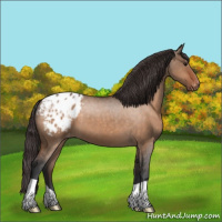 Horse Color:Bay Dun Appaloosa 