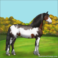 Horse Color:White Spotted Brown Frame Appaloosa 