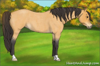 Horse Color:Buckskin Roan 