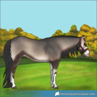 Horse Color:Blue Onyx