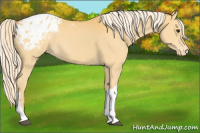 Horse Color:Palomino Appaloosa