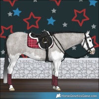 Horse Color:Grullo Roan Splash 