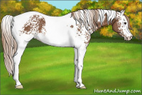 Horse Color:White Spotted Chestnut Tobiano 