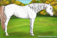 Horse Color:White Spotted Liver Red Dun Rabicano 