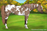 Horse Color:White Spotted Liver Red Dun 
