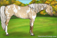 Horse Color:White Spotted Chocolate Palomino Dun Rabicano 