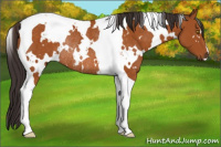 Horse Color:White Spotted Buckskin Tobiano Rabicano 