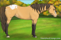 Horse Color:Buckskin Appaloosa 