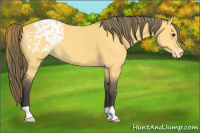 Horse Color:Buckskin Appaloosa 