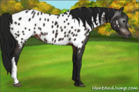 Horse Color:Gray Bay Near Leopard