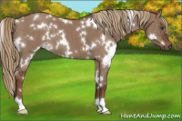 Horse Color:White Spotted Liver Red Dun 