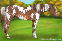 Horse Color:White Spotted Chestnut 