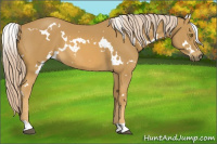 Horse Color:White Spotted Palomino 