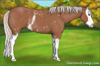 Horse Color:White Spotted Silver Bay Roan Splash 