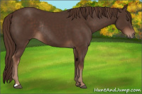 Horse Color:Liver Chestnut Rabicano 