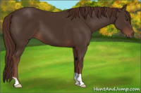 Horse Color:Liver Chestnut