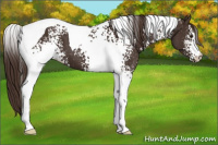 Horse Color:White Spotted Liver Chestnut Tobiano 