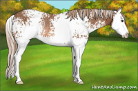 Horse Color:White Spotted Chestnut Splash Rabicano 