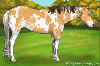 Horse Color:White Spotted Buckskin Sabino 