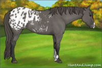 Horse Color:Grullo Appaloosa 