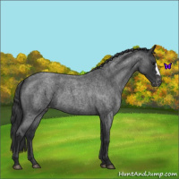 Horse Color:Blue Roan Varnish 