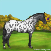 Horse Color:Blue Roan Appaloosa 