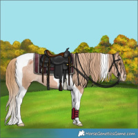 Horse Color:Chestnut Tobiano Appaloosa