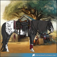 Horse Color:Black Appaloosa Rabicano