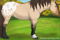 Horse Color:Bay Dun Appaloosa 