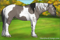 Horse Color:Gray Grullo Tobiano 