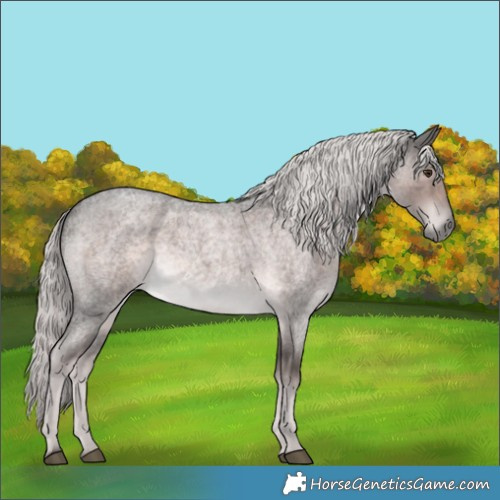 Horse Color:Platinum Chocolate Palomino Roan 